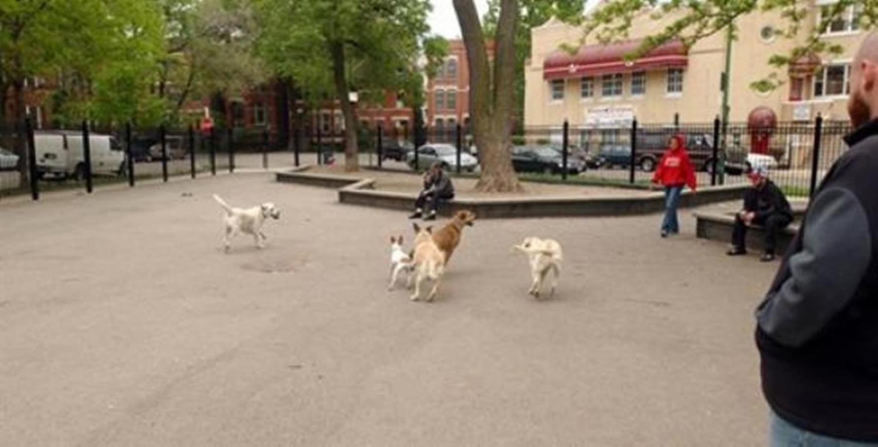Well-appointed Cozy Portage Park Apt, Dogs, Kids, Free Parking, 420 Compliant * Chicago